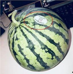 晋江网红吃瓜,揭秘娱乐圈背后的秘密